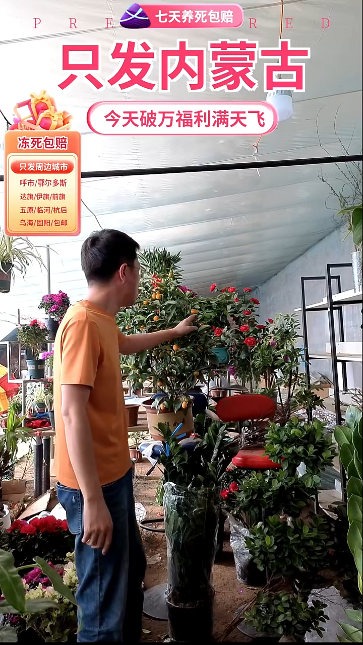 完全开放陶瓷盆金桔