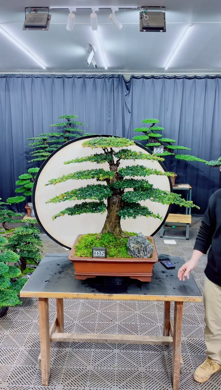 无花朵盆景.......