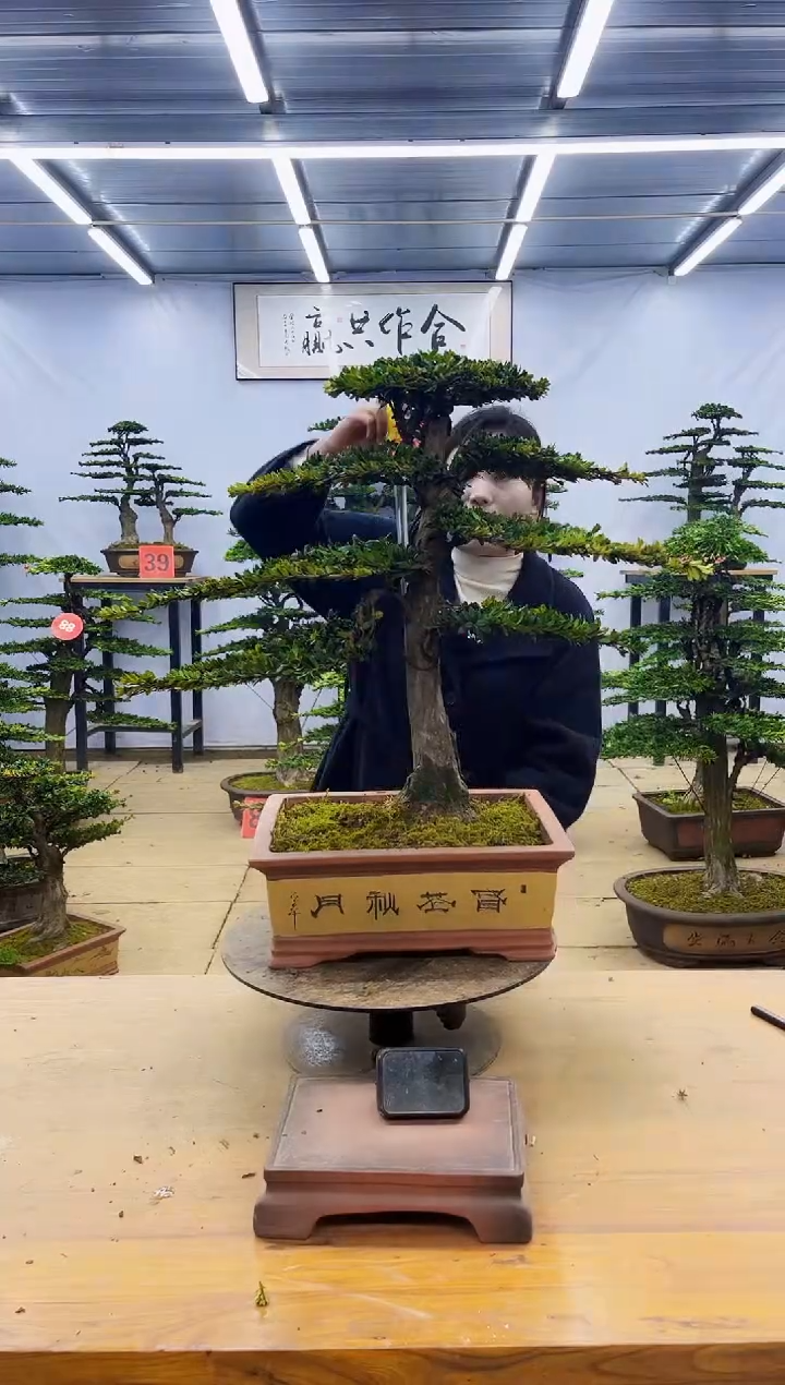 【闪购商品】高端盆景一物一拍，所见即所得