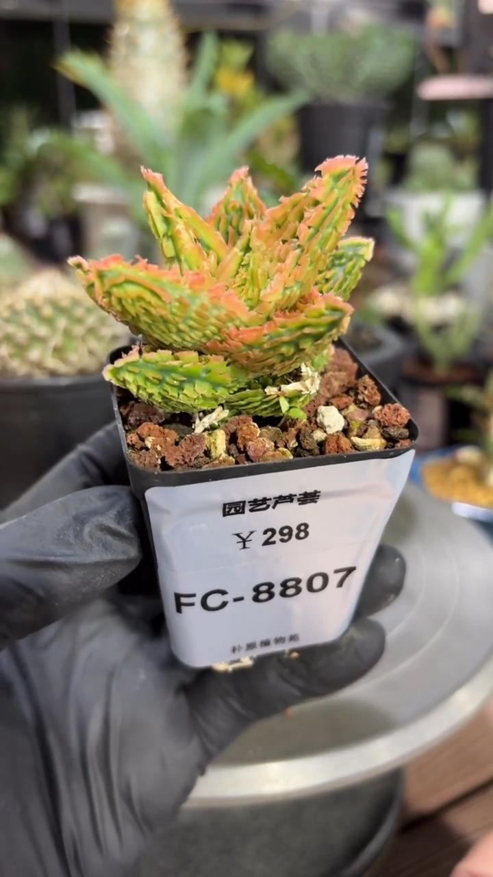 园艺芦荟FC-8807