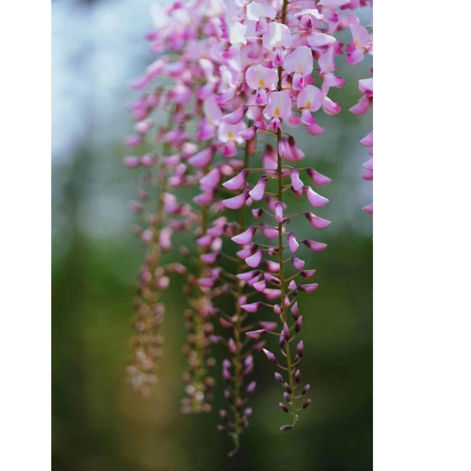 日系紫藤庭园造景百搭花卉