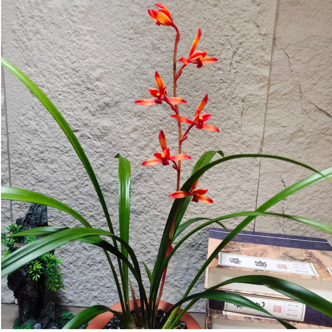 【传奇】展厅名品 高端兰花稀有铭品 国兰经典 年年复花 浓香