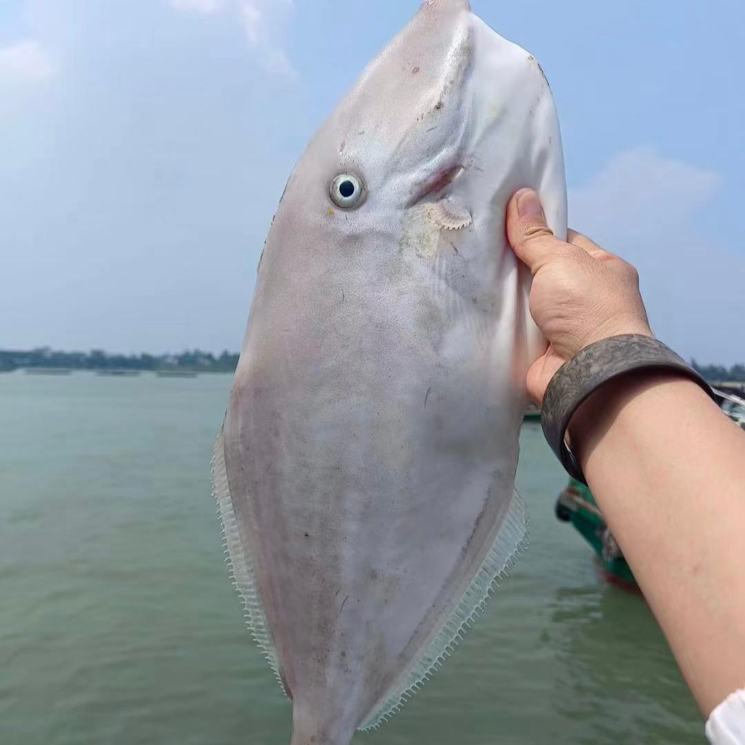汕尾本港大规格剥皮鱼（马面鱼）超厚实蒜瓣肉无杂刺坏损包赔