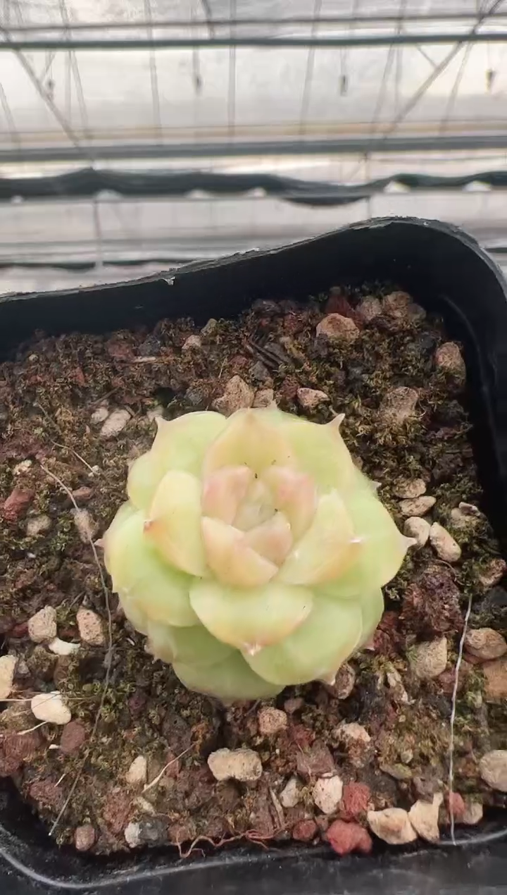 【闪购商品】新款多肉-72