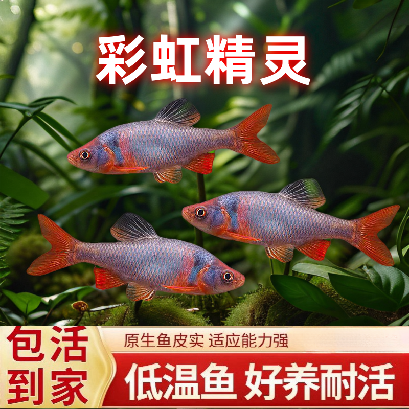 【冷水耐寒彩虹精灵】卢伦真北美原生耐寒冷水鱼淡水群游观赏鱼