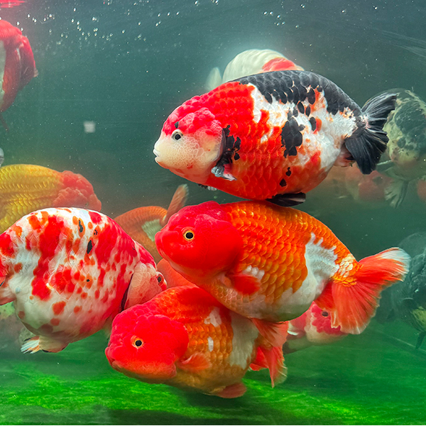 精品大体兰寿·永杰