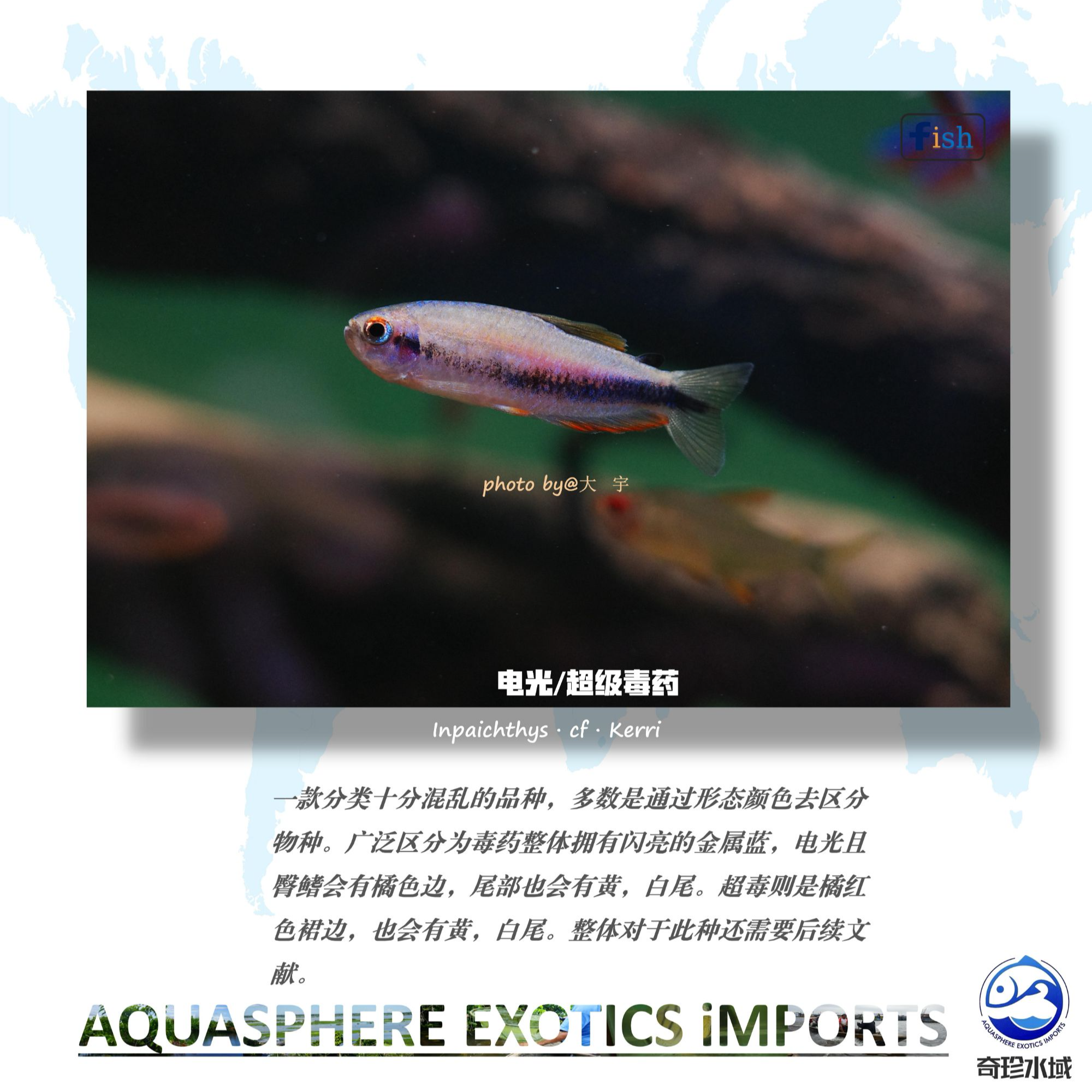 【奇珍水域】电光/超级DY