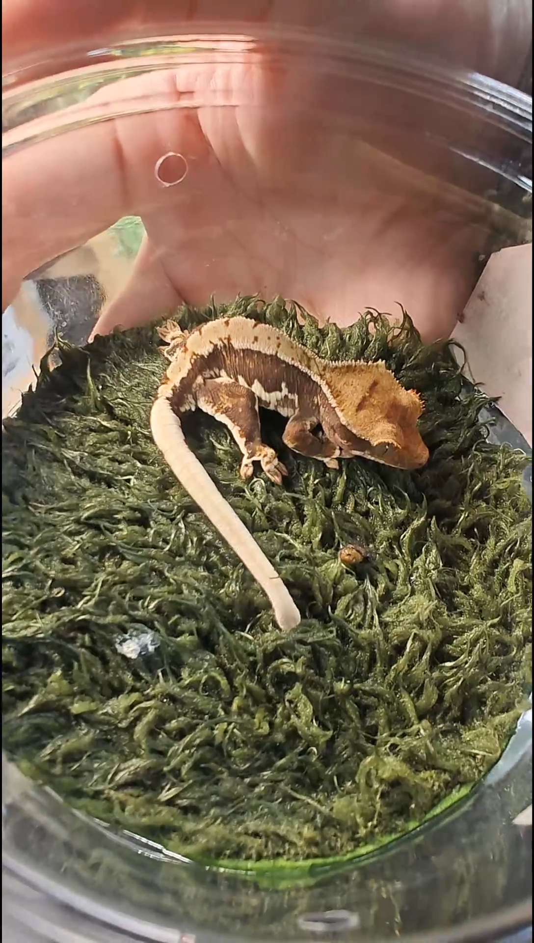 睫角守宫Q*25-401红底莉莉