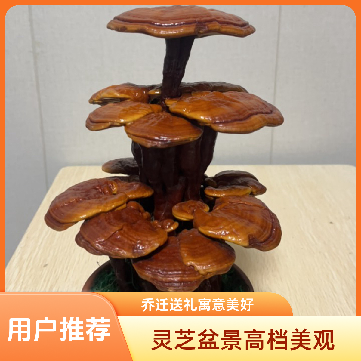 灵芝盆景适合乔迁走亲访友的高档盆景