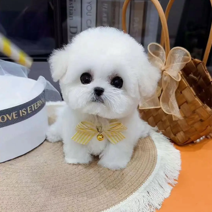 精品宠物狗狗 小体比熊 活体链接