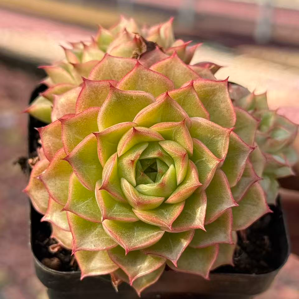 7#巴萨罗那多肉植物  前男友精品多肉 SM1334