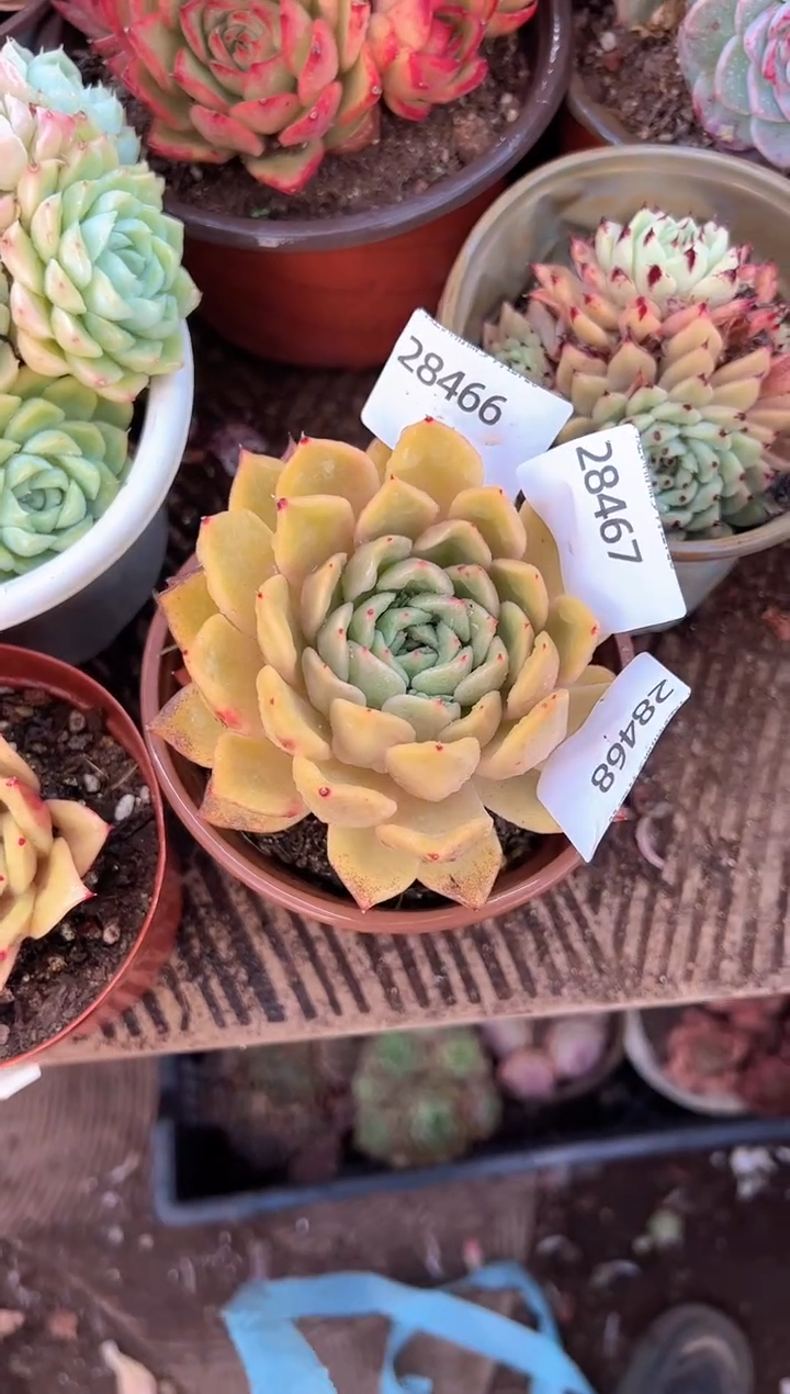 多肉植物一物一拍28467.468.469.