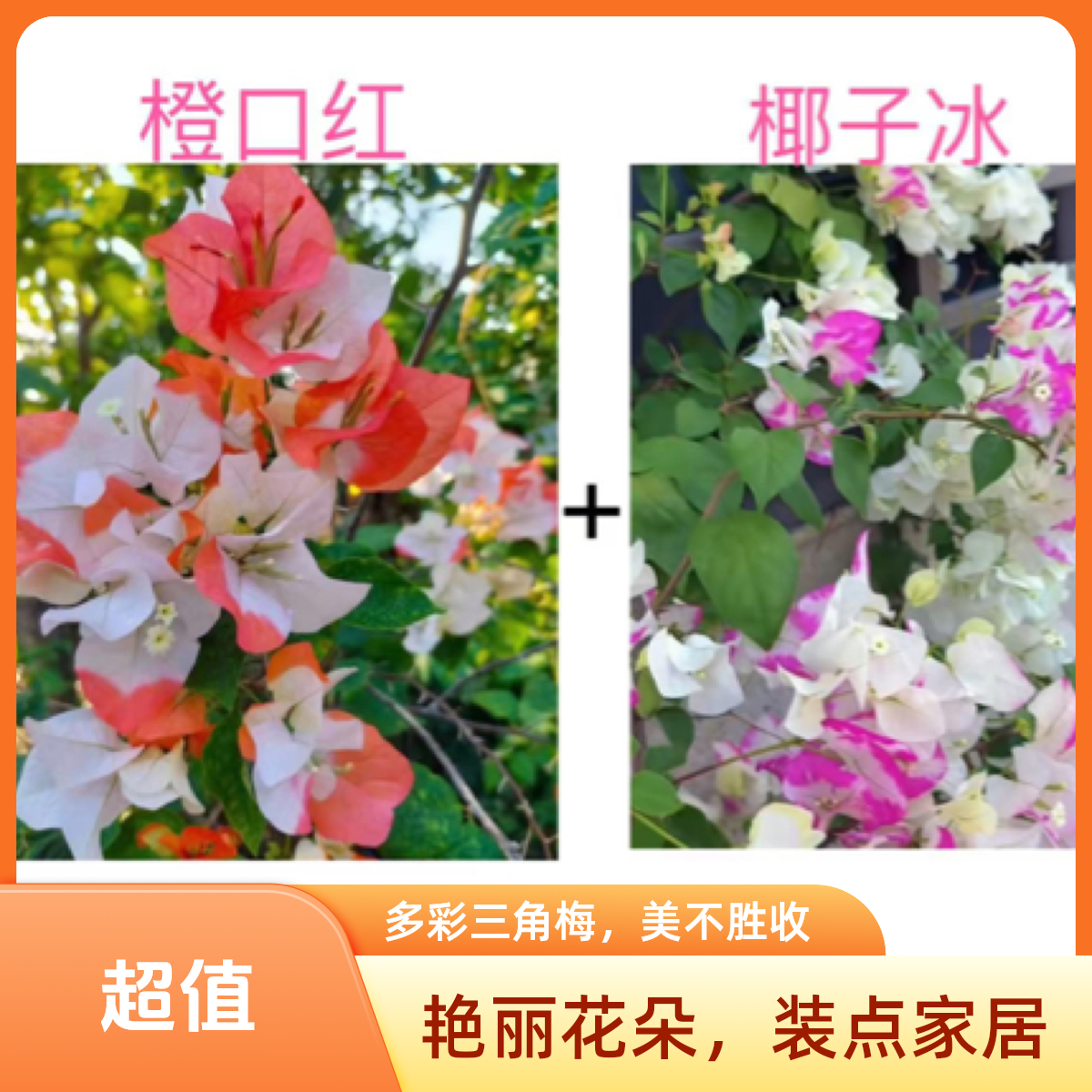 橙口红+椰子冰（勤花组合）到手2颗三角梅基地直邮不带花不带盆