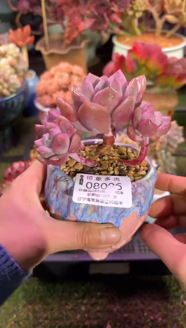 【闪购商品】08006