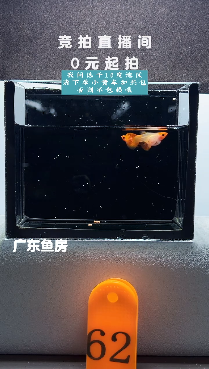 孔雀鱼红头玻璃猫带胎一对编号62