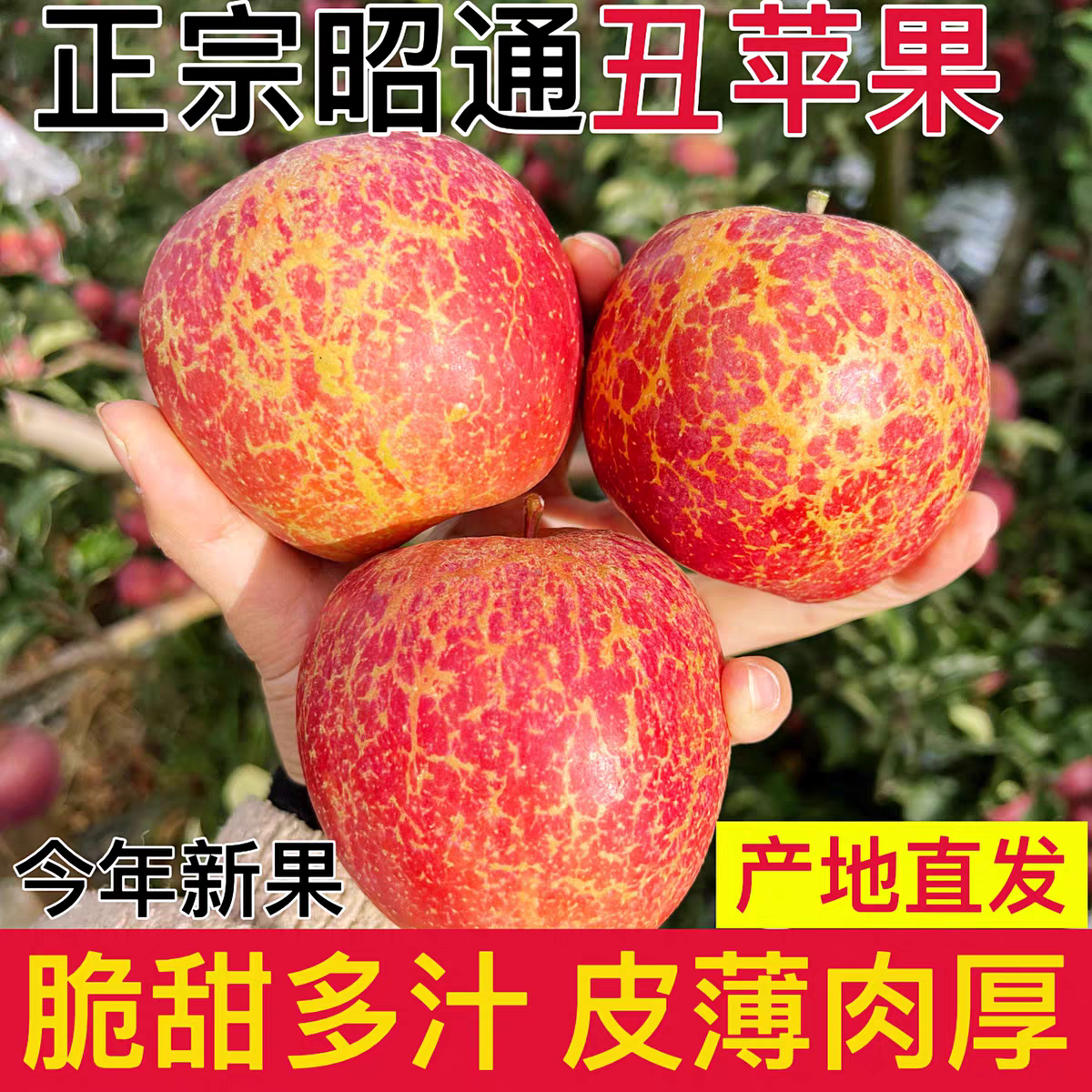 正宗云南昭通丑苹果高海拔冰糖心苹果脆甜多汁新鲜现摘现发原生态