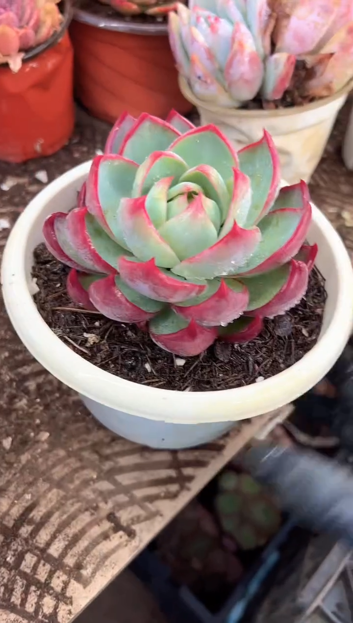 笑**?多肉植物一物一拍28489