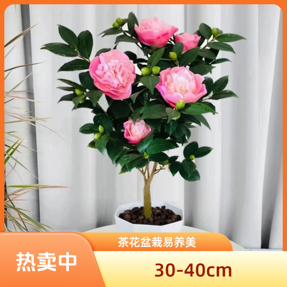 四季开花香妃茶花浓香型茶花盆栽带花苞室内外好养庭院花卉植物