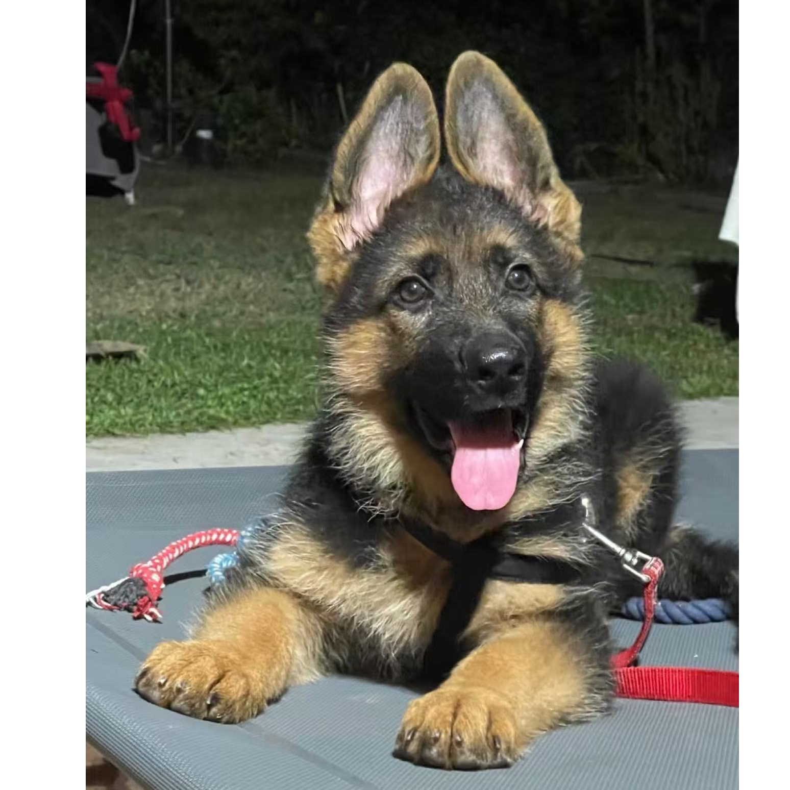 （裕泽德牧繁育基地）T狗狗活体