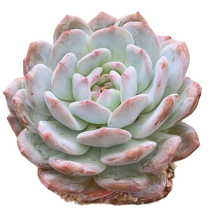 白橙梦露单双多肉【满19包邮】