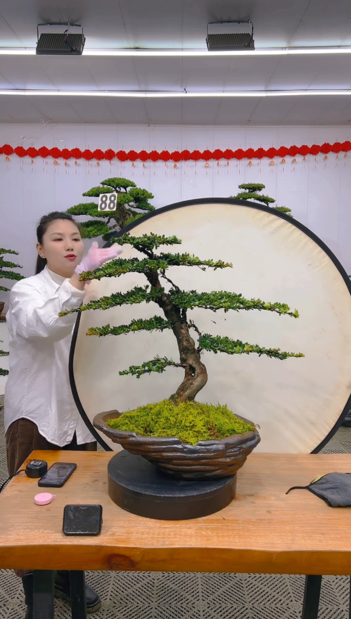 【闪购商品】盆景1