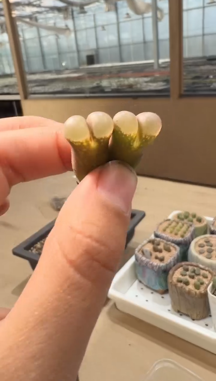 24-35多肉植物肉锥