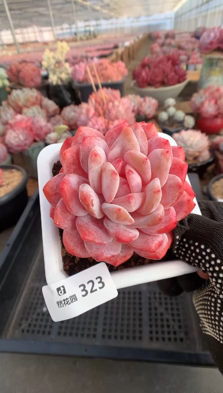 323韩橙多肉植物一物一拍