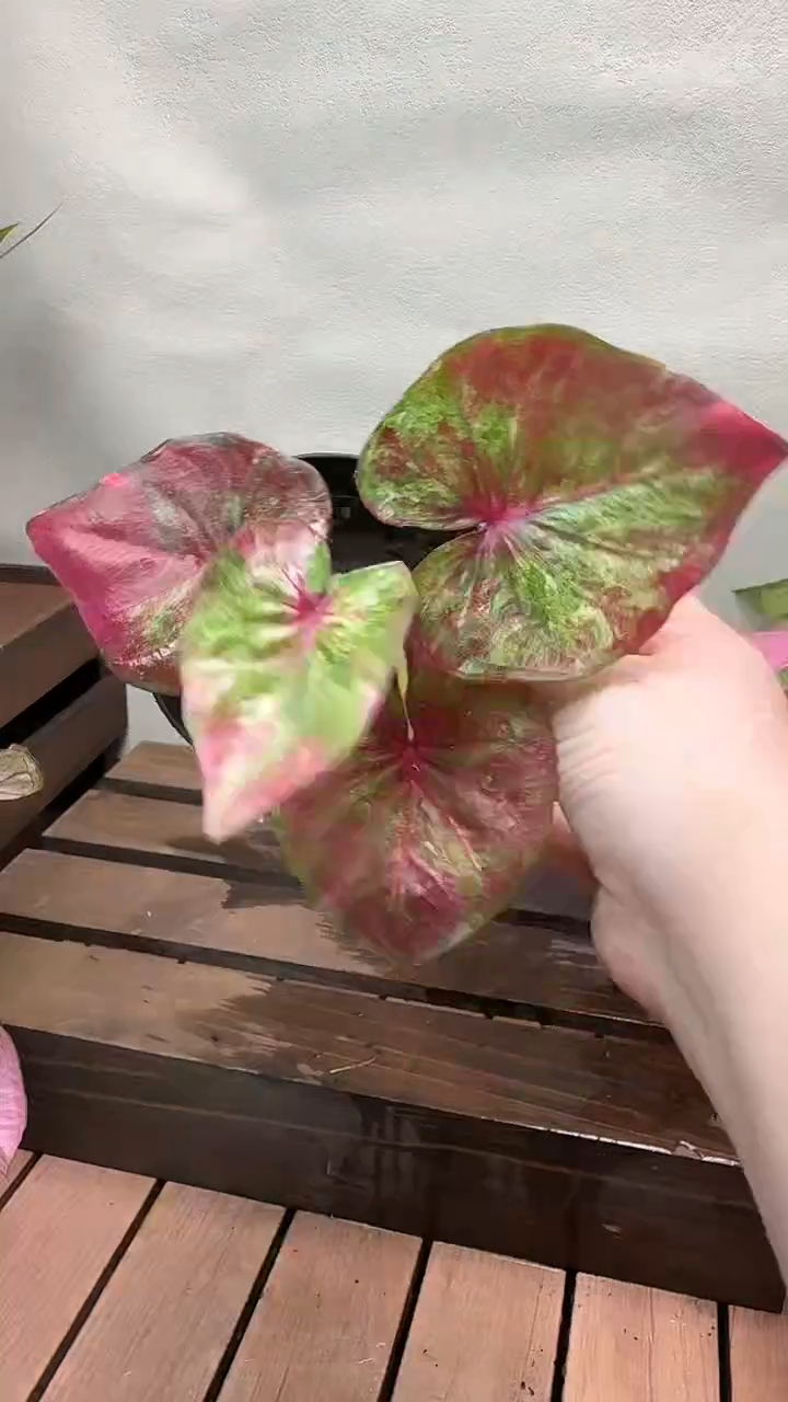 不开花植物037彩叶芋一物一拍