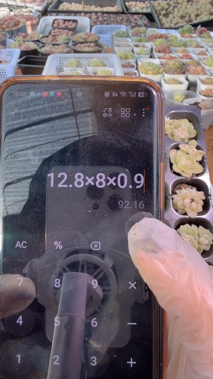 柒*默1095 CF10 一版穴盘25颗多肉