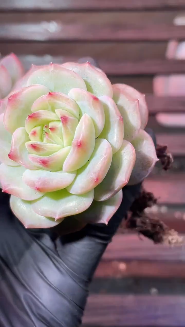 33-58新珍妮3-4厘米量拍发一颗