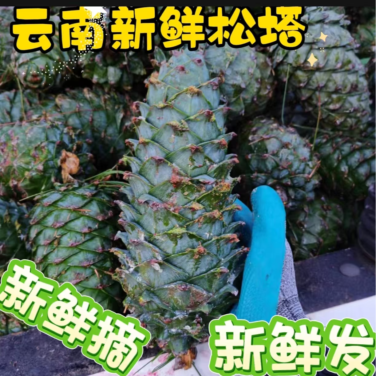 云南新鲜野生松塔带松子新鲜摘新鲜发