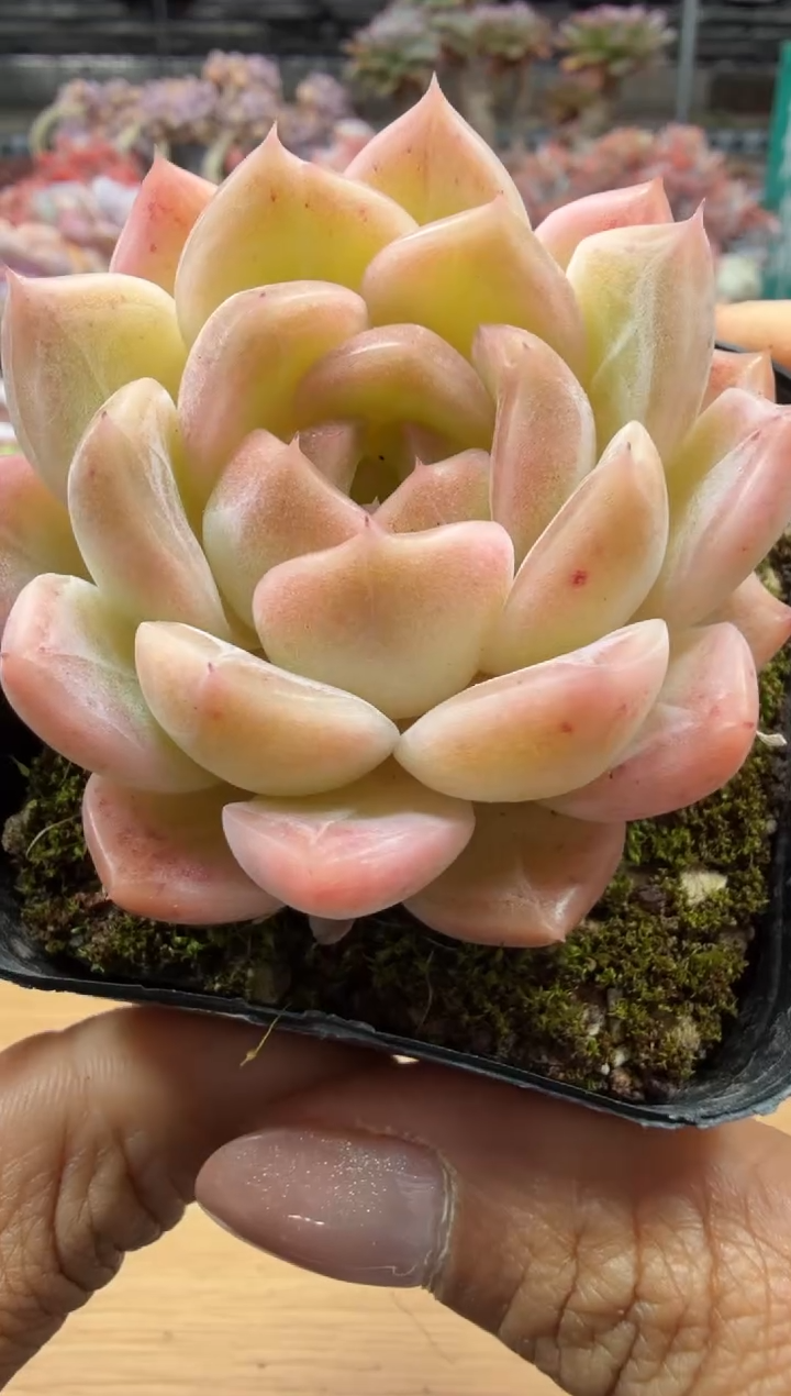 东云多肉园二店-26