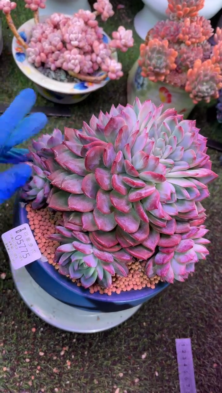 【闪购商品】05775