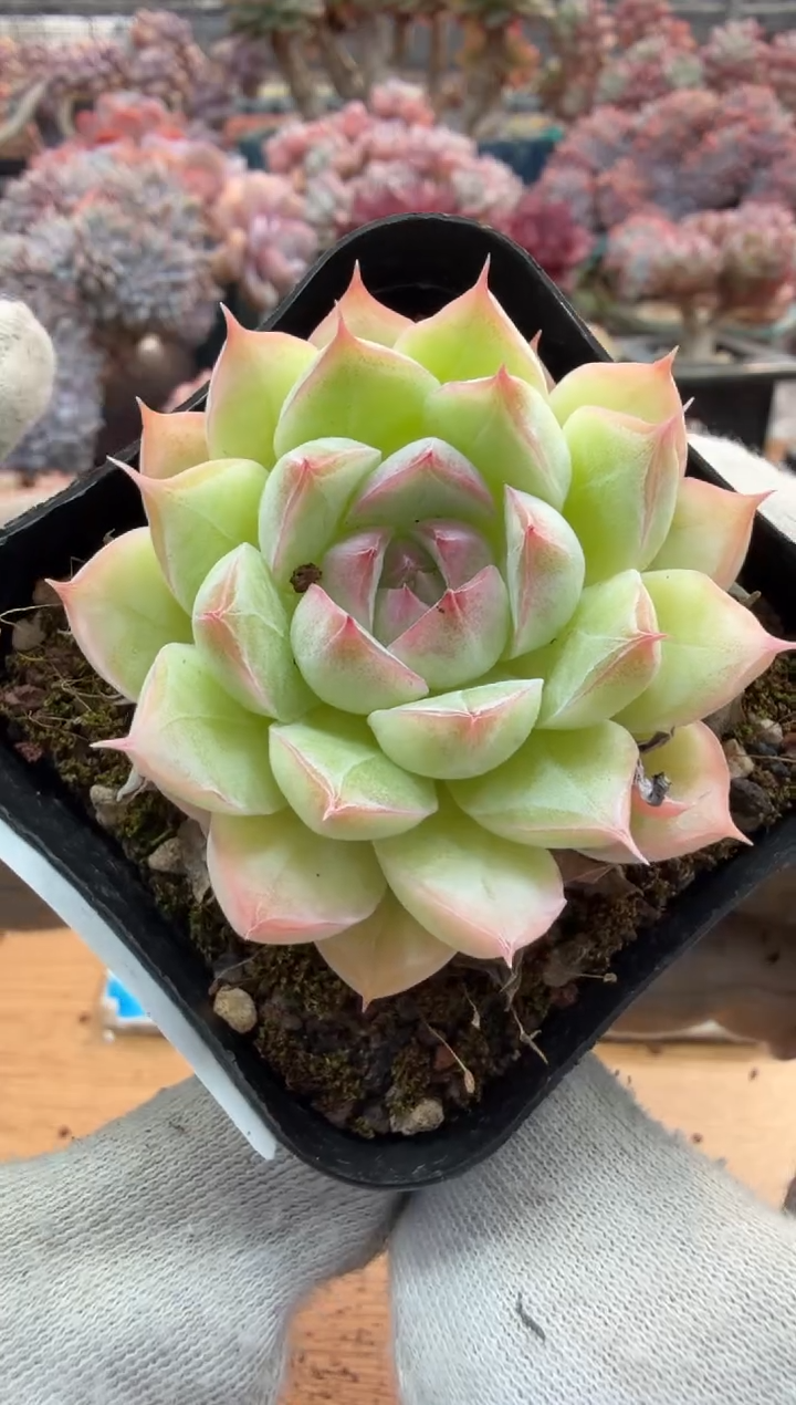 东云多肉园三号店-06