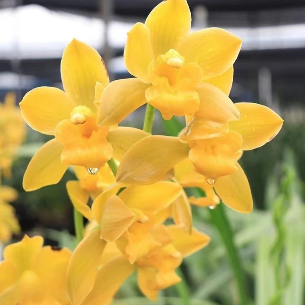 精品高端名贵兰花【小神童8-12花剑】花卉室内外好养四季开花香