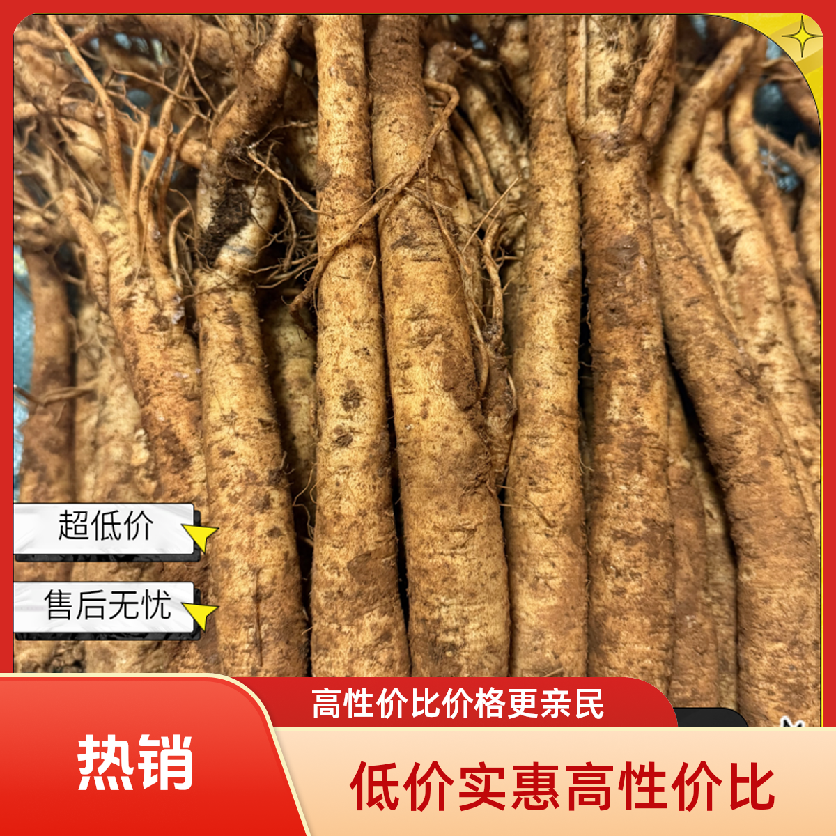 鲜党参  高原新鲜黄党参现挖产地直发