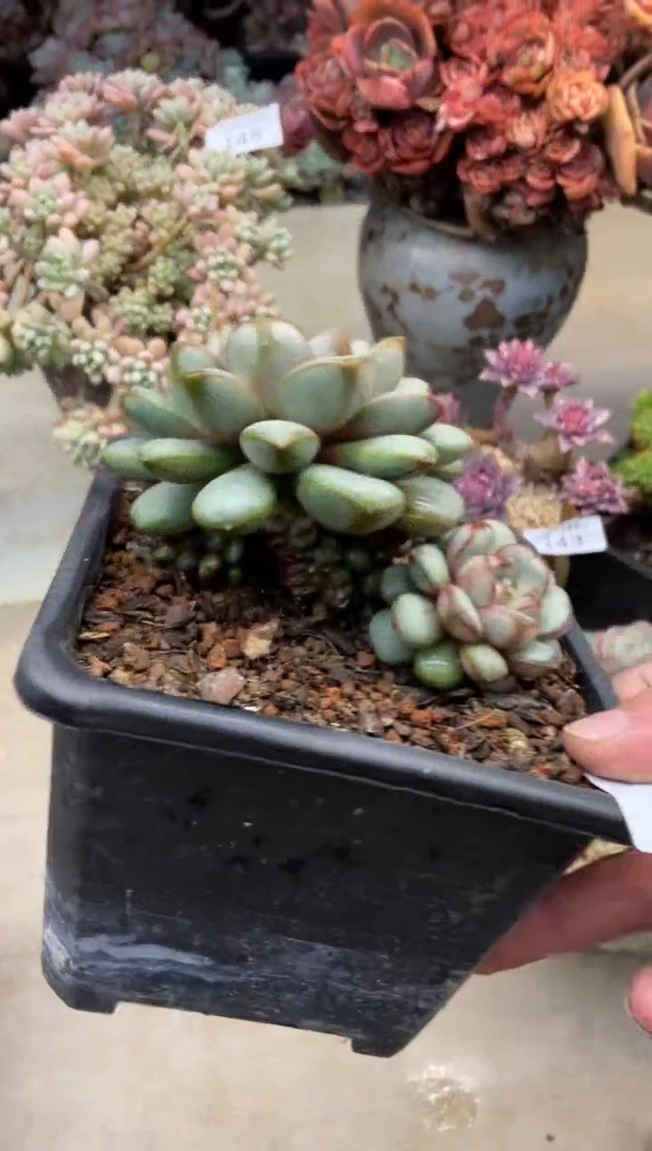 【闪购商品】146葡萄