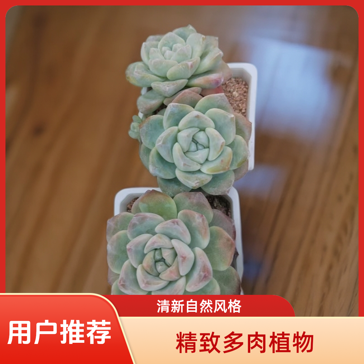 冰玉老桩多肉植物盆栽品种好养适合办公室阳台