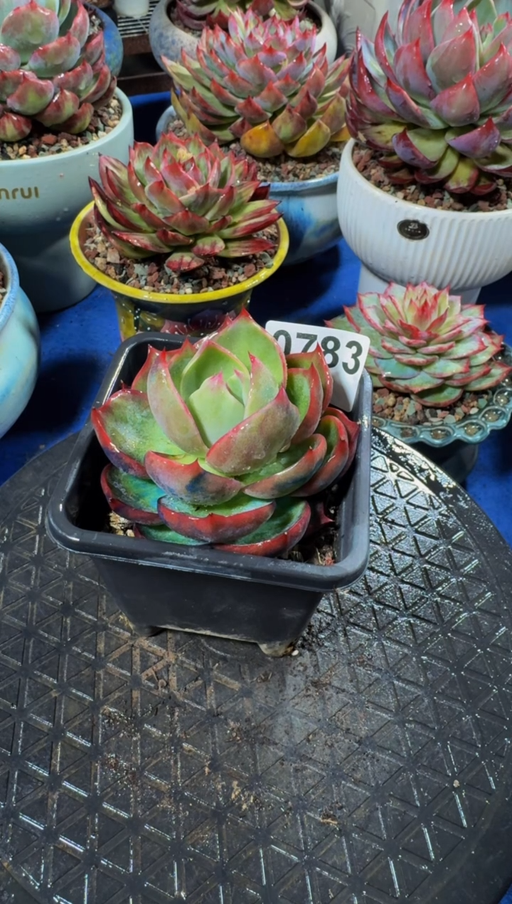 【闪购商品】0783惊鸿仙子（裸根发货）