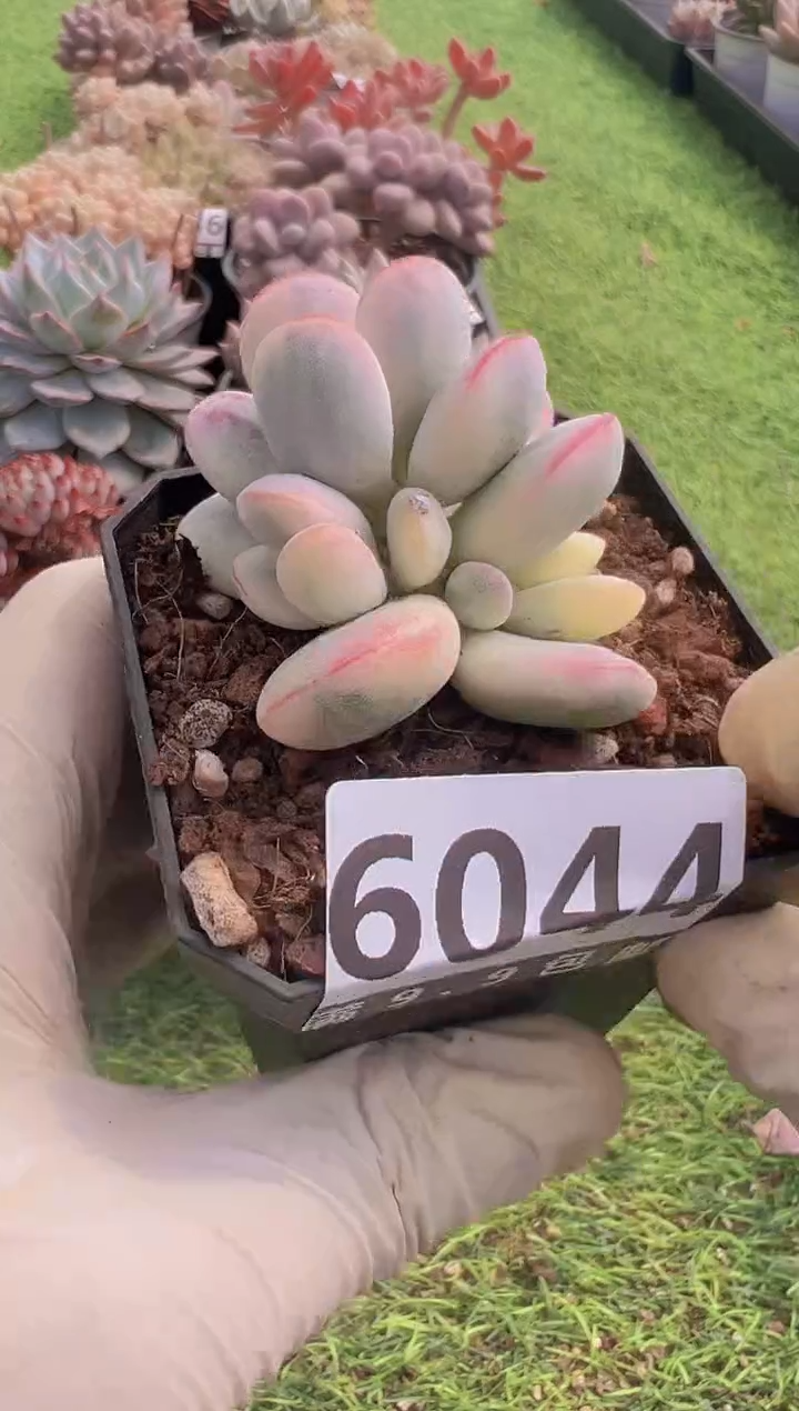 【闪购商品】信福多肉一物一拍