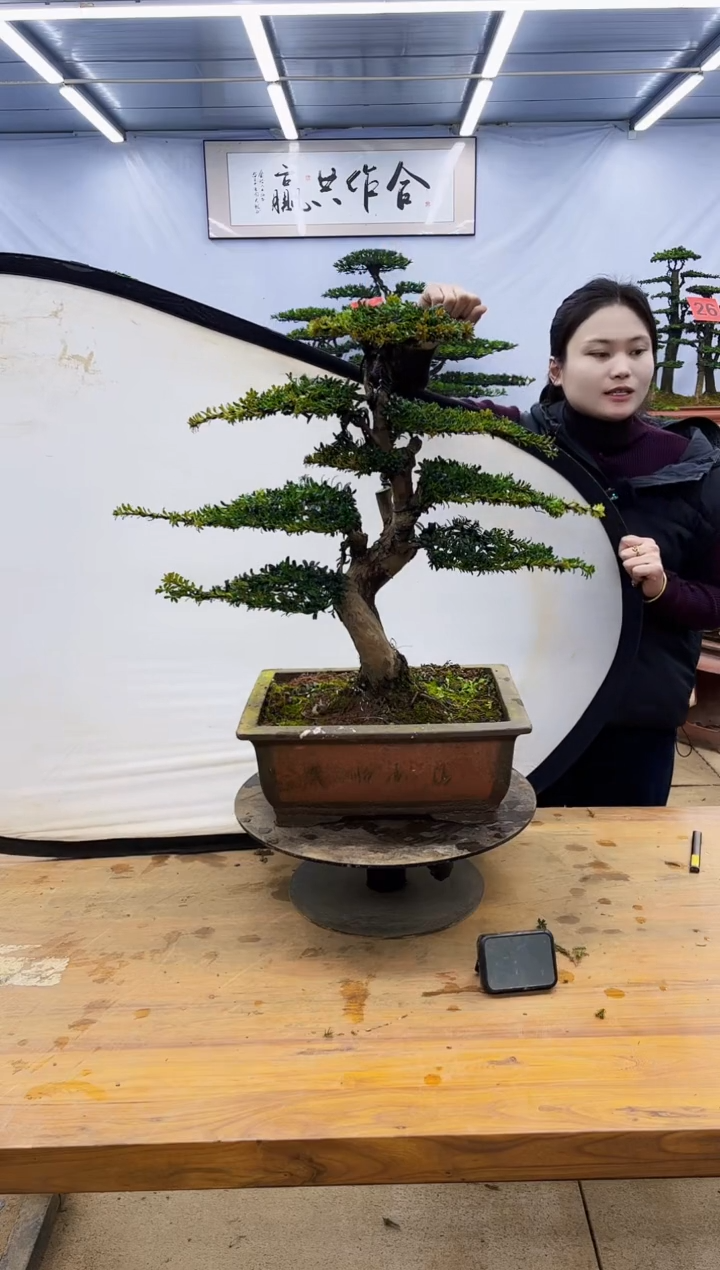 【闪购商品】高端盆景一物一拍，所见即所得