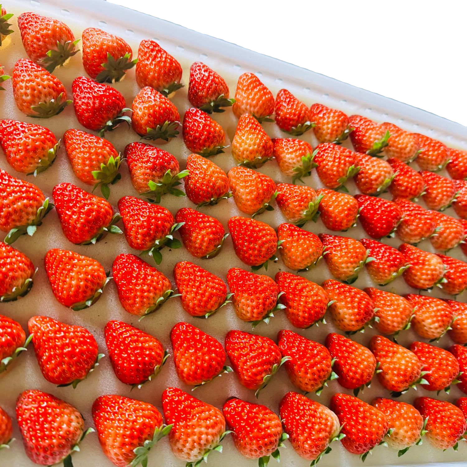 正宗长丰红颜奶油草莓