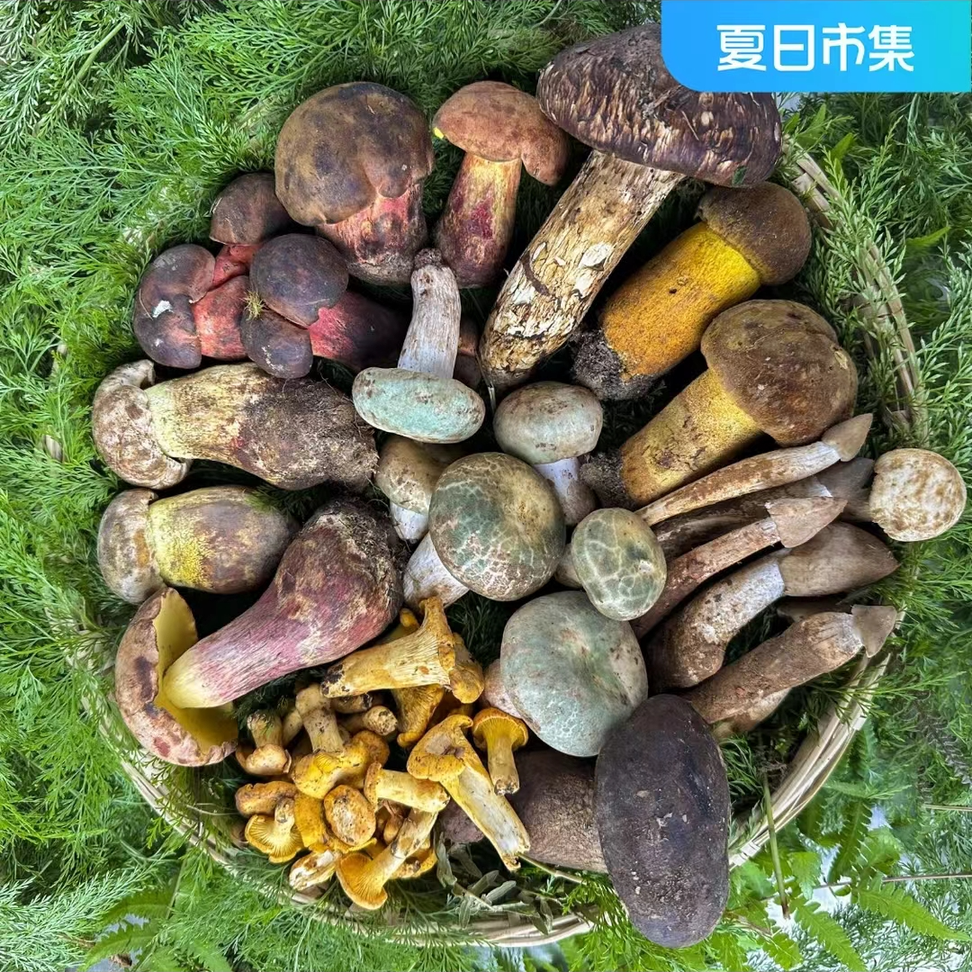 【野生菌盛宴高端组合菌】(包含顺丰空运打包费)CC