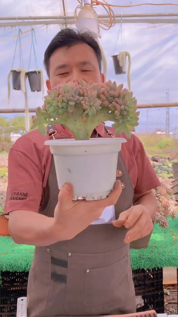 180淡雪缀化一物一拍