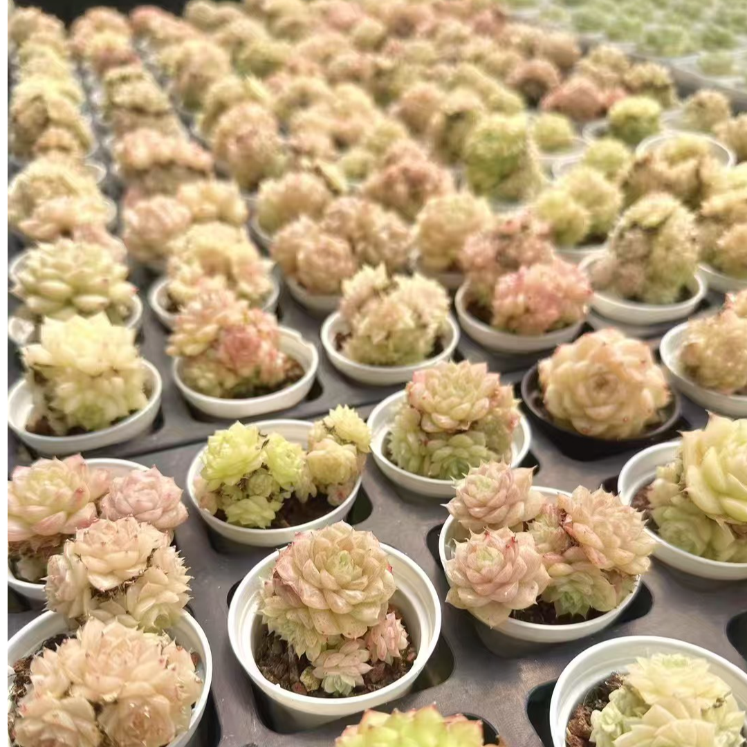 福利麦秆多肉量拍群生不包整