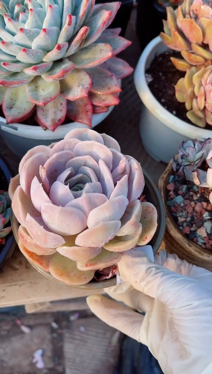 【闪购商品】22104