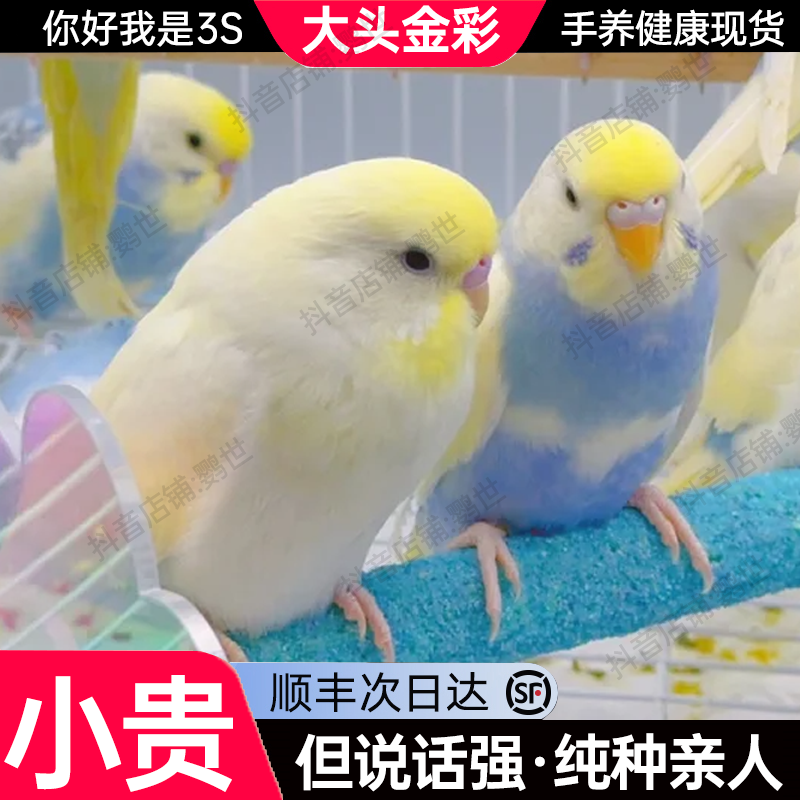 手养大头虎皮鹦鹉小鸟亲人会学说话活体宠物鹦鹉小鸟齐毛断奶好养