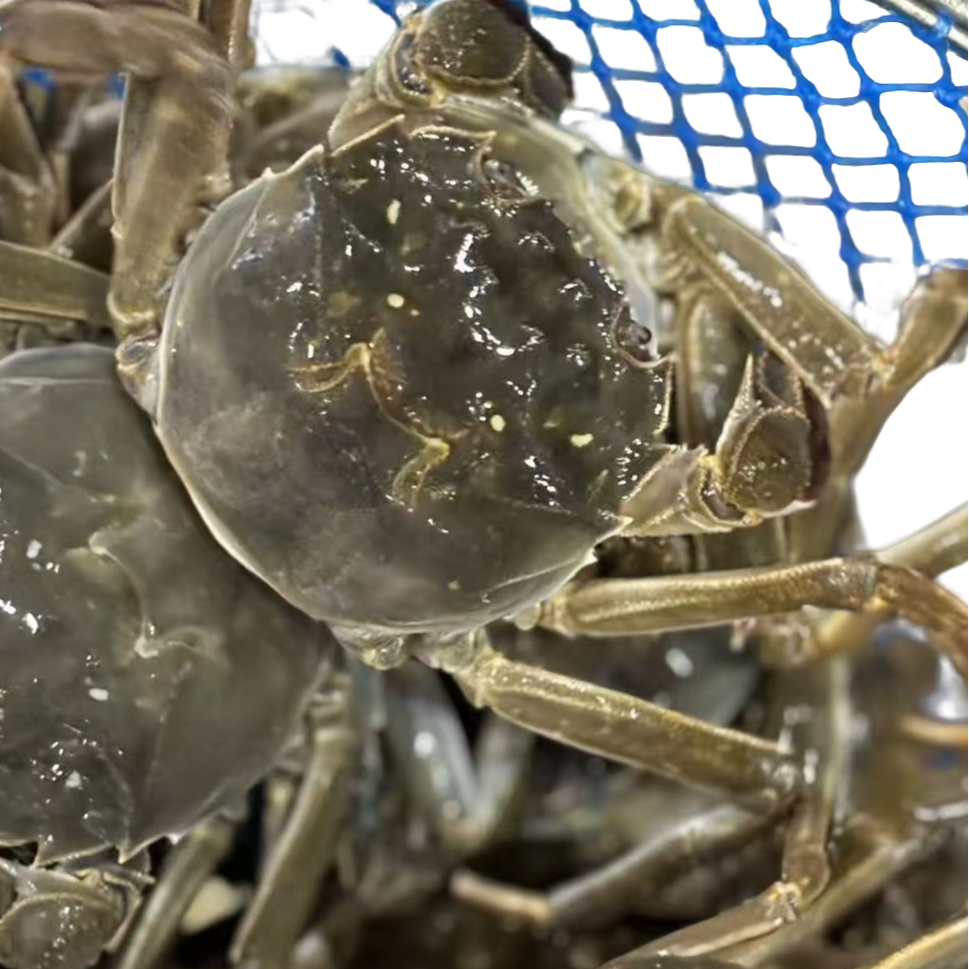 鲜活六月黄螃蟹黄多肉多活蟹现发顺丰包邮到手30只