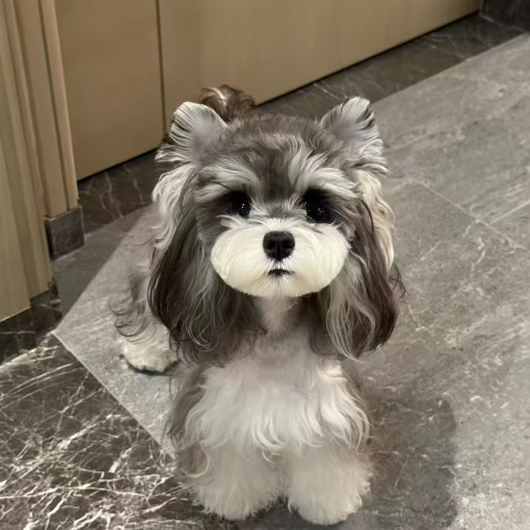 精品雪纳瑞-雪纳瑞幼犬专用链接-茗