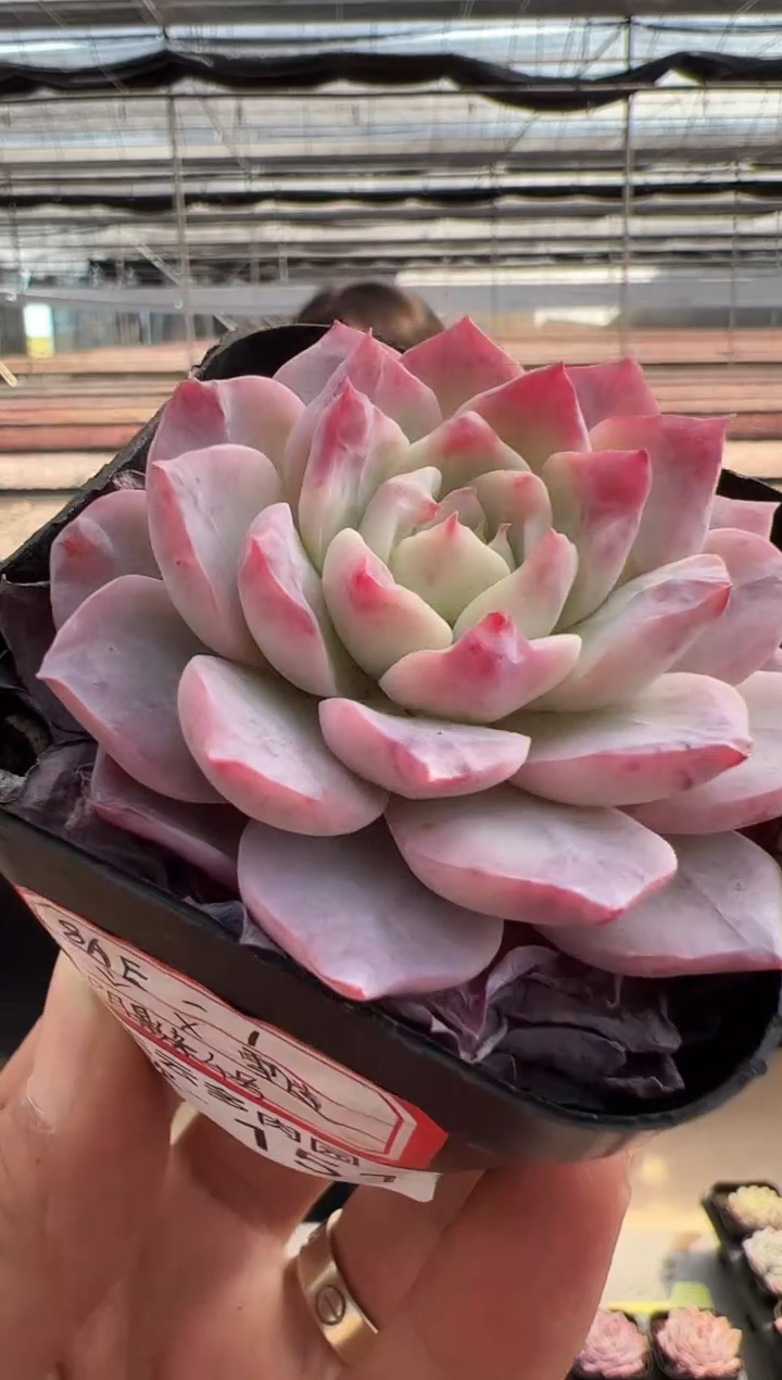 【闪购商品】新款多肉-151